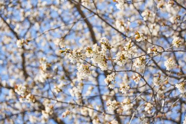 Güzel Çiçekli Elma Ağacı, Düşük açılı Elma Ağacı Baharda.
