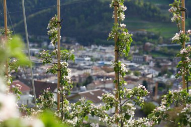 Arkaplanda Apple Trees ve Alpine City. Gelişen Elma Ağaçları