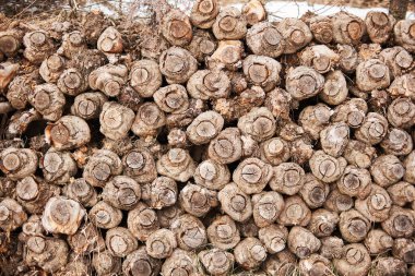 Kes Elma Ağaçlarını. Yığınla odun.