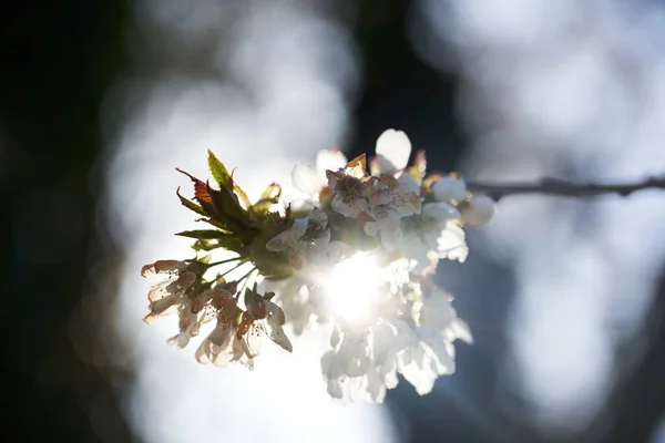 Цветение Яблони Подсветкой Красивый Цветок — стоковое фото