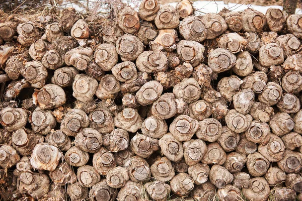 Kes Elma Ağaçlarını. Yığınla odun.