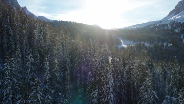 Flyg Över Skog Och Vildmark Alperna Landskapet Täckt Snö Vinterlandskap — Stockvideo