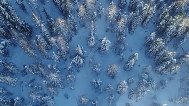从上面的森林 冬季的空中景观 积雪覆盖了阿尔卑斯山的树木 树梢被太阳光照亮了 美丽的自然之树 户外活动 森林滑雪之旅 — 图库视频影像