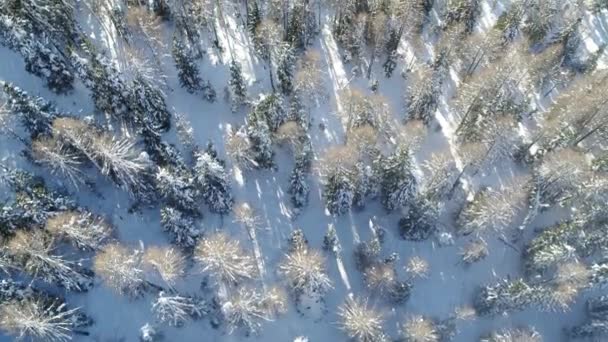 위에서 태양이 비추는 Drone 겨울의 공중에서 수있다 나무와 뒤덮었다 겨울의 — 비디오