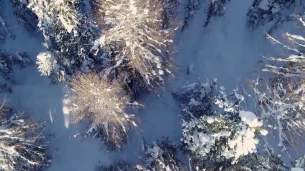 Schöne Bäume Und Wälder Verschneiter Wildnis Den Alpen Fichten Und — Stockvideo