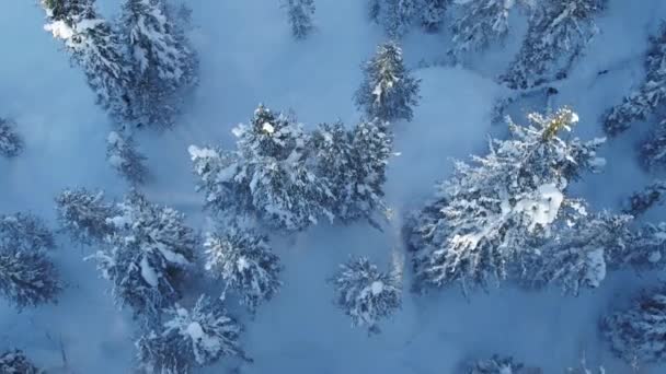 Aérea Del Bosque Congelado Los Alpes Hermosa Vista Naturaleza Naturaleza — Vídeos de Stock