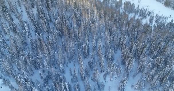 Large Paysage Aérien Forêt Enneigée Dans Les Alpes Arbres Sous — Video