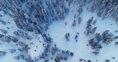 Alplerdeki Hava Görüntüsü Donmuş Orman. Karla kaplı ağaçlar Alpler 'in yüksek dağlık bölgelerinde. Noel ve Kış hissi, konsept. Buz gibi manzara, doğadaki güzel vahşi doğa.