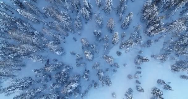 アルプスのパインフォレストのトップダウンビュー アルプスの雪に覆われた木々の空中風景 寒い森 冬の不思議の国 壮大な雪の風景 クリスマス気分と休日 — ストック動画