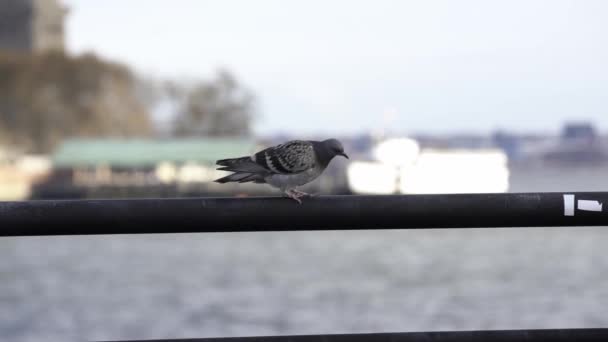 Taube Hebt Zeitlupe Und Flattert Beim Fliegen Mit Den Flügeln — Stockvideo