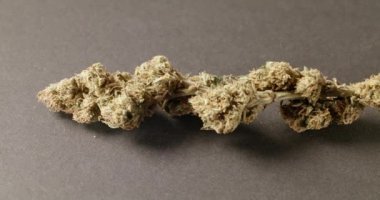 Esmer yüzeyde kenevir Bud. Yüksek THC içerikli tıbbi ot. Çiçekli Kök