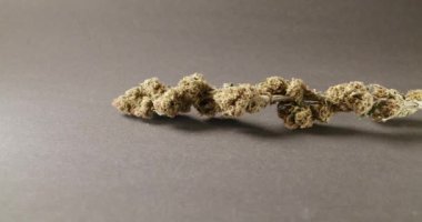 Gri Arkaplanda Ot Tomurcukları. Organik Kenevir İlacı. CBD ve THC ile Doğal Uyuşturucular
