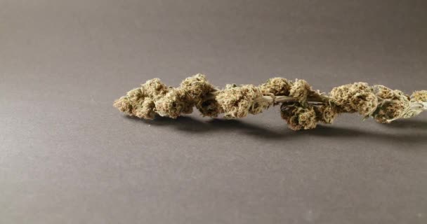 Unkrautknospen Auf Grauem Hintergrund Organische Cannabis Medizin Natürliche Drogen Mit — Stockvideo
