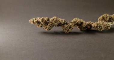 Esmer yüzeyde kenevir Bud. Yüksek THC içerikli tıbbi ot. Flower 'la birlikte. Marihuana, ot, uyuşturucu kullanımı
