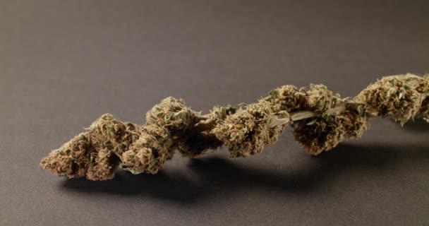 Kijk Naar Cannabis Buds Marihuana Knop Close Geïsoleerde Textuur Marihuana — Stockvideo