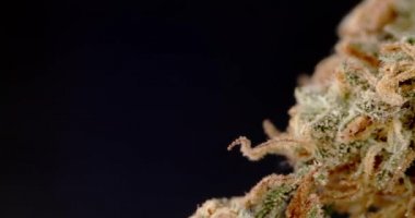 Marihuanalı Makro Bud. Siyah arka planda tıbbi kenevir. Daha iyi sağlık için CBD Ürünleri