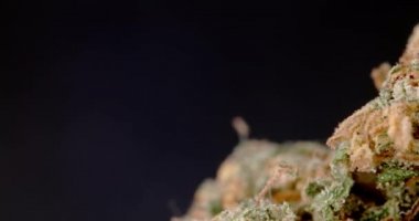 Marihuanalı Makro Bud. Siyah arka planda tıbbi kenevir. Daha iyi sağlık için CBD Ürünleri