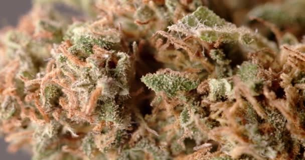 Closeup Van Buds Medicinale Marihuana Gedroogde Cannabisplant Van Dichtbij Panning — Stockvideo