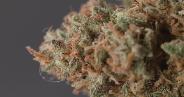 Marihuana Knop Close Geïsoleerde Textuur Marihuana Wiet Drug Roken Concept — Stockvideo