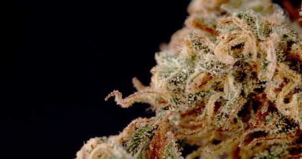 大麻植物游憩大麻芽近缘 Bud的宏观特写 药物麻风 — 图库视频影像