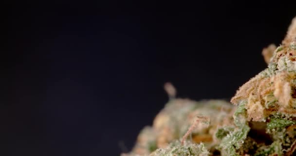 Makro Pączka Marihuany Medyczna Marihuana Czarnym Tle Cbd Produkt Dla — Wideo stockowe