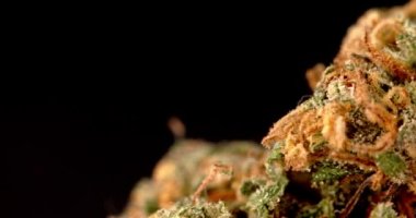 Kenevir bitkisi eğlence amaçlı marihuana tomurcukları kapanıyor. Bud 'ın Makro' su çok yakın çekim. İlaç keneviri.