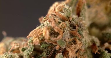 Bud 'ın kenevir kapağı. Ot THC ve CBD ile çiçek açar. İlaç ve İlaç bir bitkide