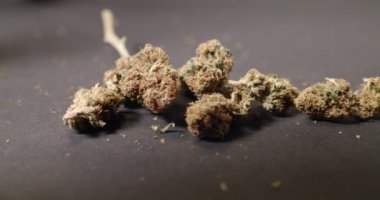 Kenevir tomurcukları, Panning hareketi. Karanlık arka planda tıbbi marihuana. İlaçlar ve ilaçlar. Bitkiler 4K
