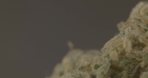 Medizinische Marihuana Nahaufnahme Cbd Hanf Und Cannabis Log Farben — Stockvideo