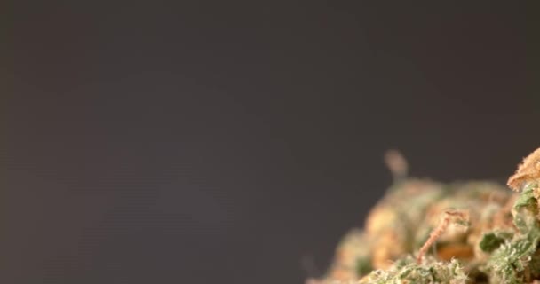 Bud的大麻特写杂草开花与Thc和Cbd 一种植物中的药物和药物 — 图库视频影像