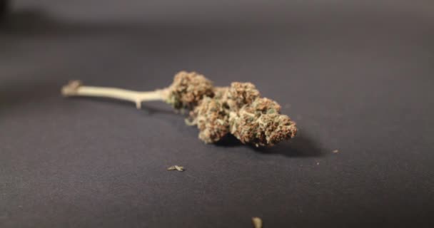 Hierba Cannabis Buds Cayendo Sobre Fondo Negro Flor Marihuana Cayendo — Vídeos de Stock