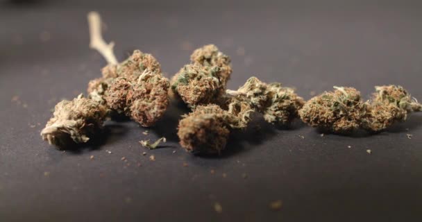 Kenevir Tomurcukları Panning Hareketi Karanlık Arka Planda Tıbbi Marihuana Laçlar — Stok video