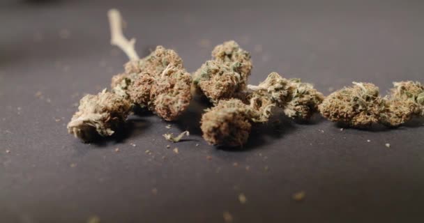Zaměřte Cannabis Buds Černém Pozadí Lékařská Marihuana Detailní Záběr — Stock video