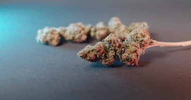 CBD Buds, karanlık arka planda marihuana. Renkli Işıklı Kenevir Çiçeği