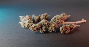 Esrarkeş Bud 'ın karanlık geçmişini araştırıyorum. Tıbbi marihuana. Farklı sağlık sorunları için ilaç ve uyuşturucular