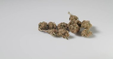 Beyaz arka plandaki ot tomurcukları izole edildi. Çiçekli ve kuru kenevir çiçeği..