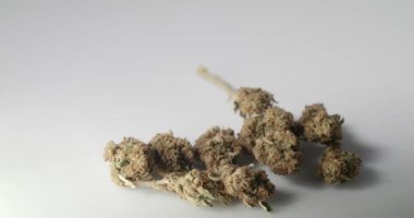 Ot Bud 'ın beyaz arka planı. Cbd içerikli doğal tıp. Kenevir Çiçeği izole edildi