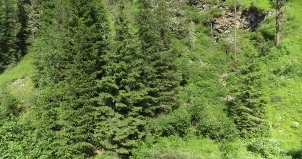 Aerial View Forest Small River Alps Nature Italian Alps — Stock Video