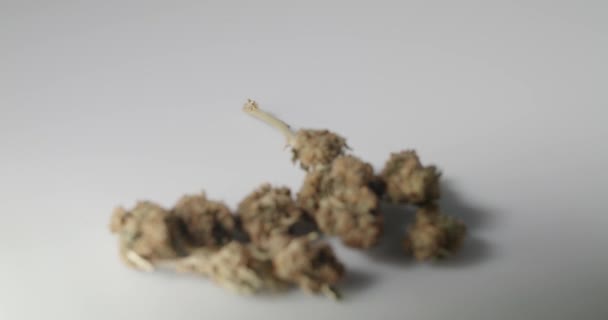 Tráva Buds Bílém Pozadí Izolované Konopný Květ Květu Suchý — Stock video