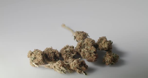 Fűrügy Fehér Háttéren Organikus Cannabis Medicine Természetes Kábítószerek Cbd Vel — Stock videók