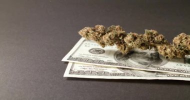 Dolarlar 'ın üstünde ot tomurcukları. 100 Dolarlık banknotlarda uyuşturucu, yasadışı maddeler satın alma
