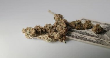 Ot tomurcukları 100 dolarlık banknotların üstünde. Uyuşturucu ve nakit para. CBD ile Doğal Tıp