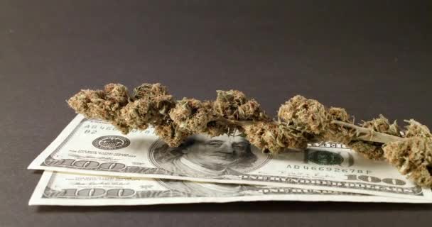 在美元钞票之上的杂草芽 100美元钞票上的毒品 购买非法药物 — 图库视频影像