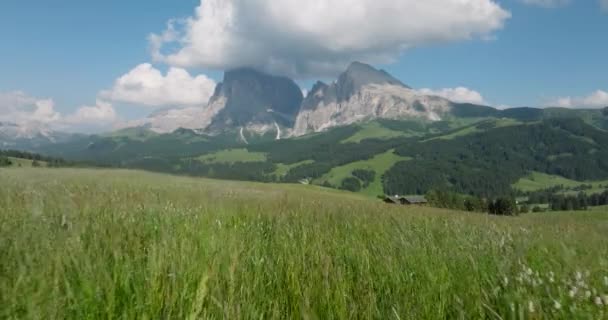 Volant Dessus Longues Herbes Sur Prairie Vers Montagne Épique Sassolungo — Video
