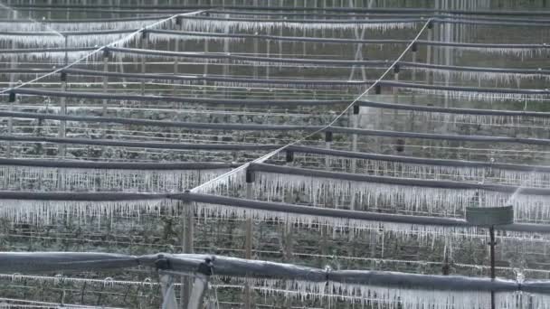 Proteção Contra Geada Irrigação Após Noite Fria Protegendo Flor Árvore — Vídeo de Stock