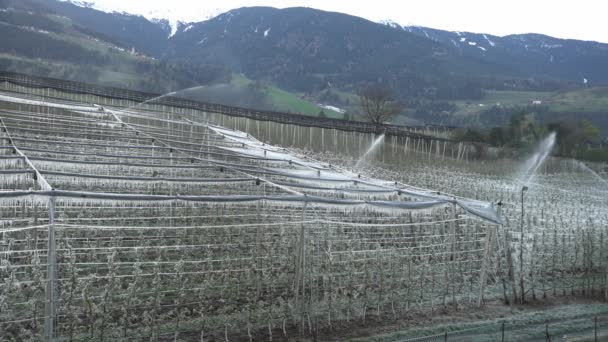 Frostschutz Morgen Nach Frostiger Nacht Auf Der Apfelplantage Eis Auf — Stockvideo