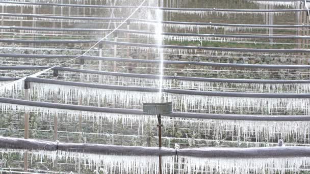 Gelo Nas Árvores Maçã Após Irrigação Proteção Geada Ciclos Nas — Vídeo de Stock