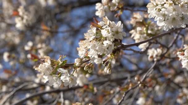 Bela Árvore Maçã Florescente Vista Baixo Ângulo Árvore Maçã Primavera — Vídeo de Stock