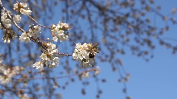 Kwiaty Jabłoni Kwitnące Wiosną Piękna Natura Kwiaty Tle — Wideo stockowe