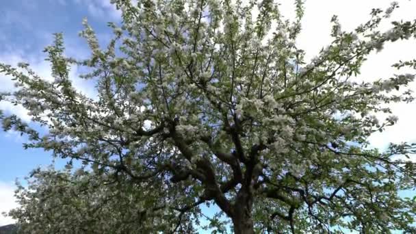Belle Floraison Pommiers Printemps Fleurs Sur Arbre — Video
